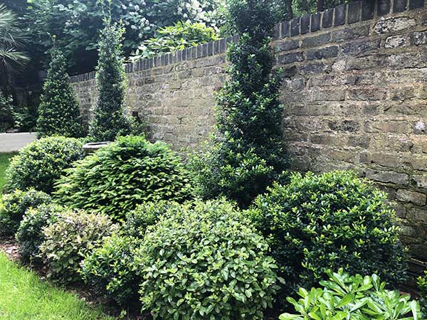 Plants North Facing Wall Ilex Crenata Globes Cones