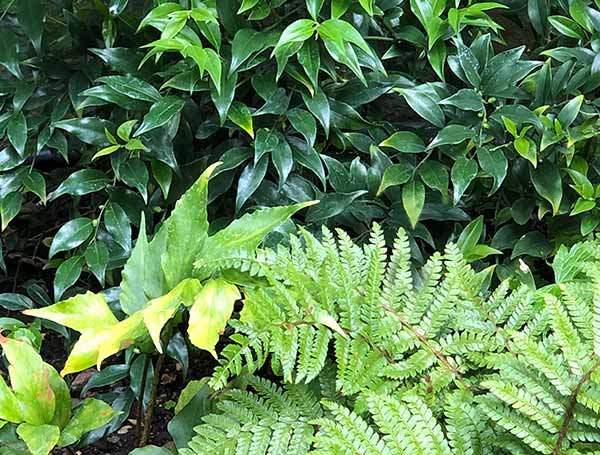 Sarcocca Ruscifolia and Holly Fern plants on a north facing wall