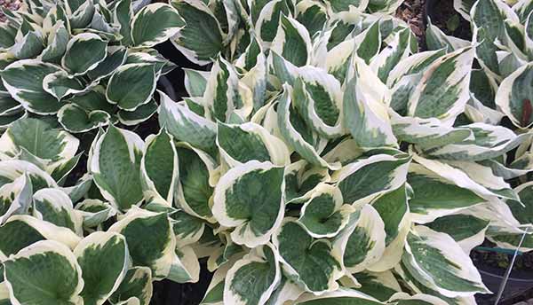 Plants for an East Facing Wall - Variegated Hostas