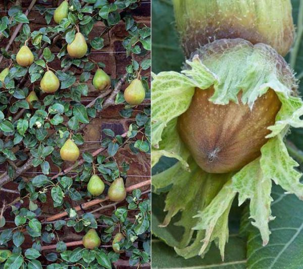 Self-fertile Fruits & Nuts such as Cobnut Webb's Prize and Conference Pear work well in smaller gardens. 