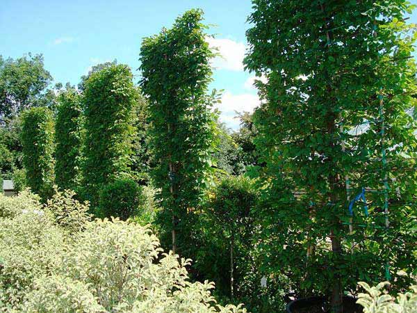 Pleached hornbeam trees for instant impact, for sale online, UK plant centre