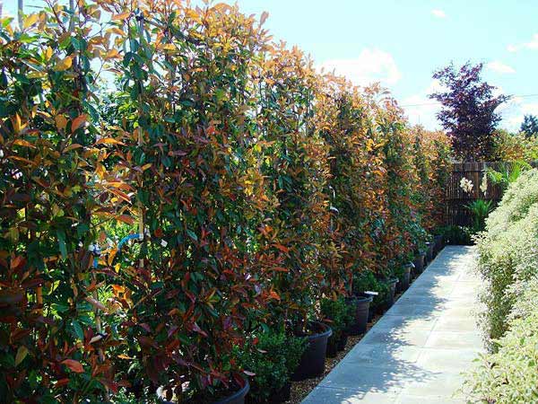 Photinia Red Robin on frames for evergreen screening