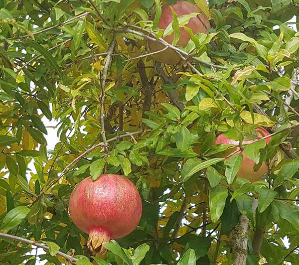 Best Fruit Trees for Small Gardens