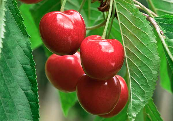 Best Fruit Trees for Small Gardens - Prunus Avium Sunburst Cherry