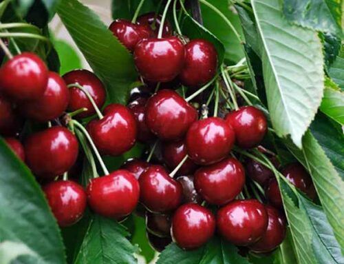 Best Fruit Trees For Small Gardens