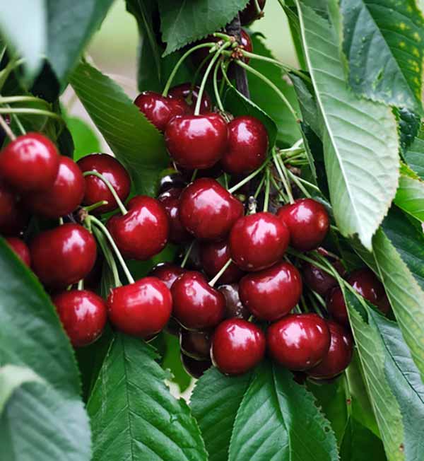 Sunburst Cherry trees for smaller gardens