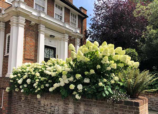 Hydrangea Paniculata Limelight in Holland Park