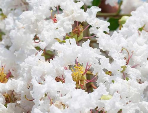 Why Everyone Should Grow Lagerstroemia or Crape Myrtle