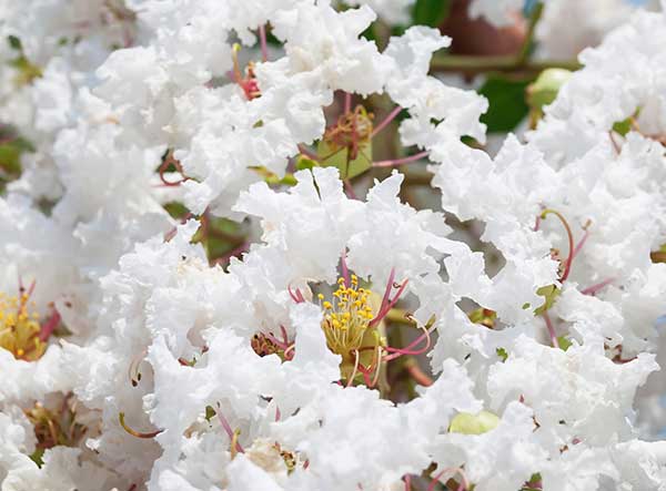 Why Everyone Should Grow Lagerstroemia