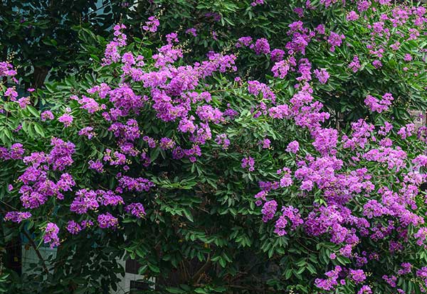 Why Everyone Should Grow Lagerstroemia