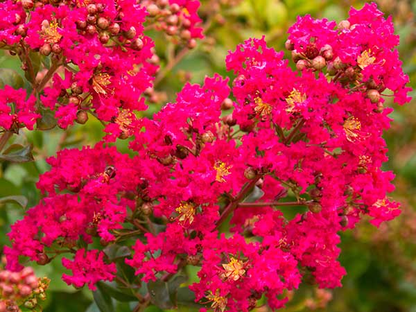 Why Everyone Should Grow Lagerstroemia