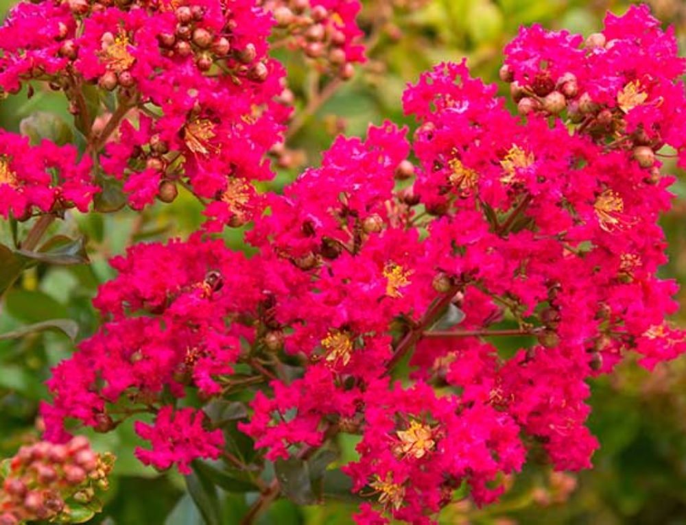 Hardy Exotic Plants To Grow In The UK Nick Wilson's Garden