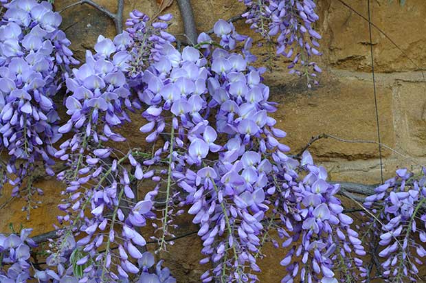 Wisteria Floribunda