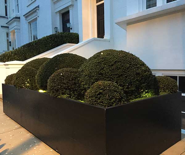 Buxus domes and globes growing in a container in a front garden in Central London