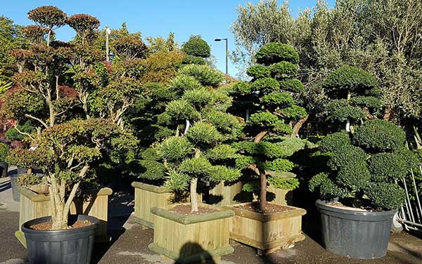 Japanese Cloud Trees growing in containers - UK gardens