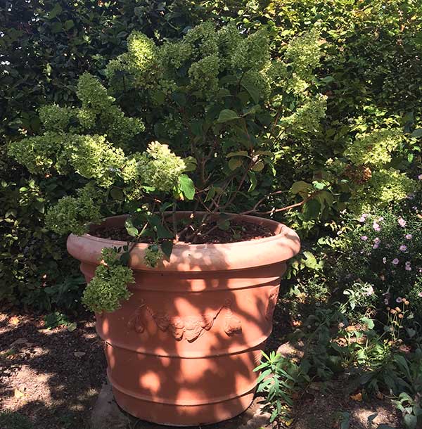 Hydrangea Little Lime Shrub growing in a terracotta pot
