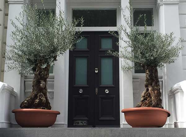 Ancient Olive trees growing in pots in Central London