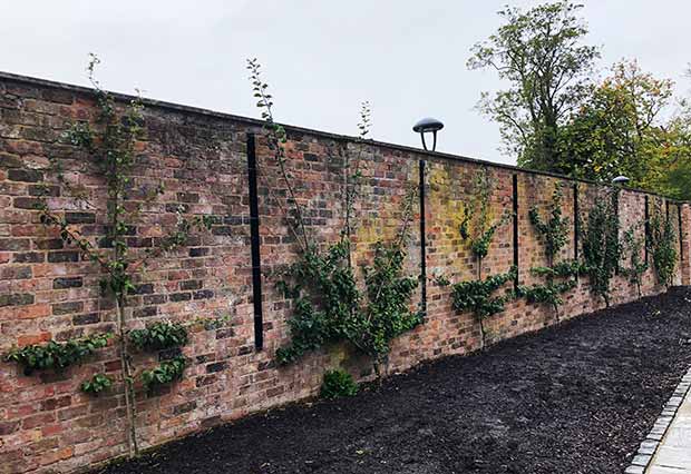 Espalier and Fan-Trained fruit trees