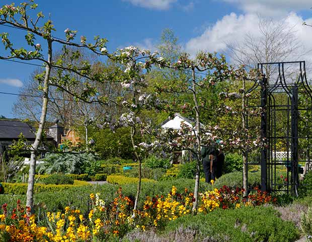 Pleached Fruit Trees 