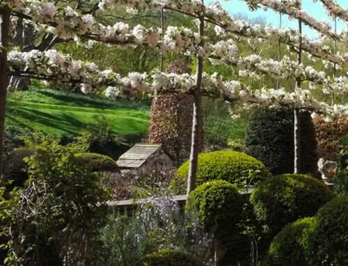 All You Need To Know About Pleached Fruit Trees