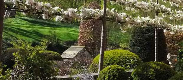 Pleached Fruit Trees