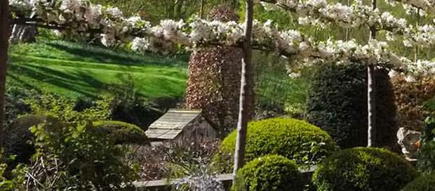 Pleached Fruit Trees