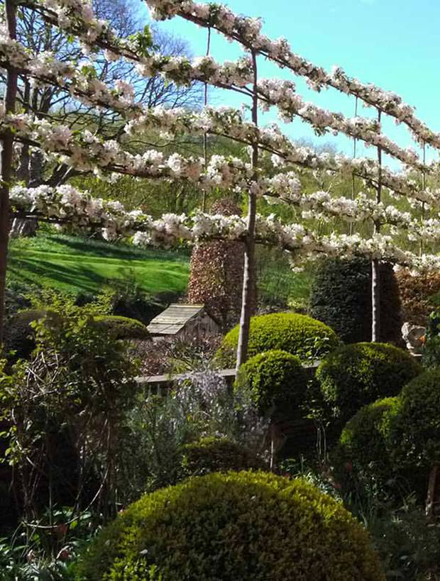 Pleached Fruit Trees