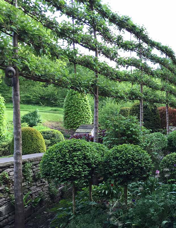 Easily Create privacy with our Pleached Fruiting Trees.