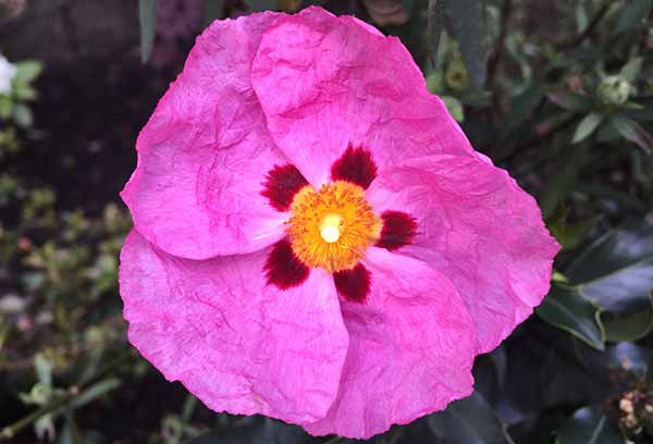 The Best Plants For A Rock Garden