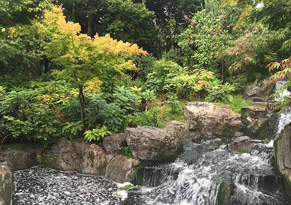 Rock Garden Plants