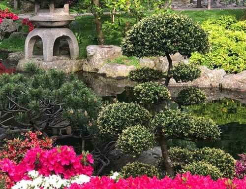 How To Choose The Best Plants For A Rock Garden