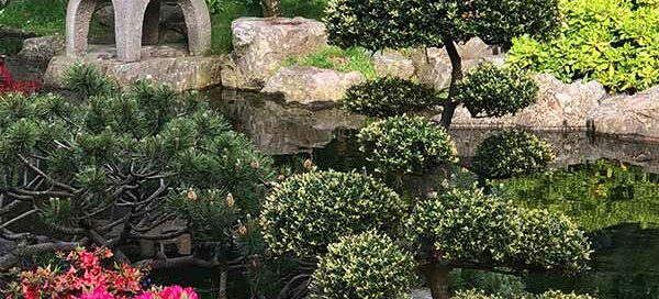The Best Plants For A Rock Garden