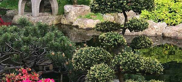 The Best Plants For A Rock Garden