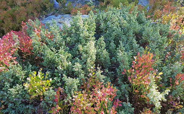 Juniperus Squamata Blue Carpet