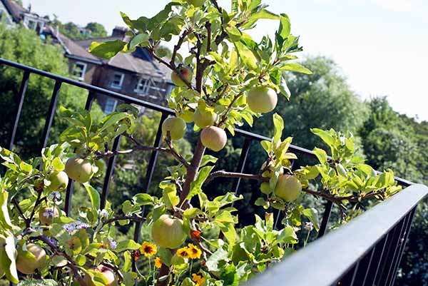 Apple Trees 