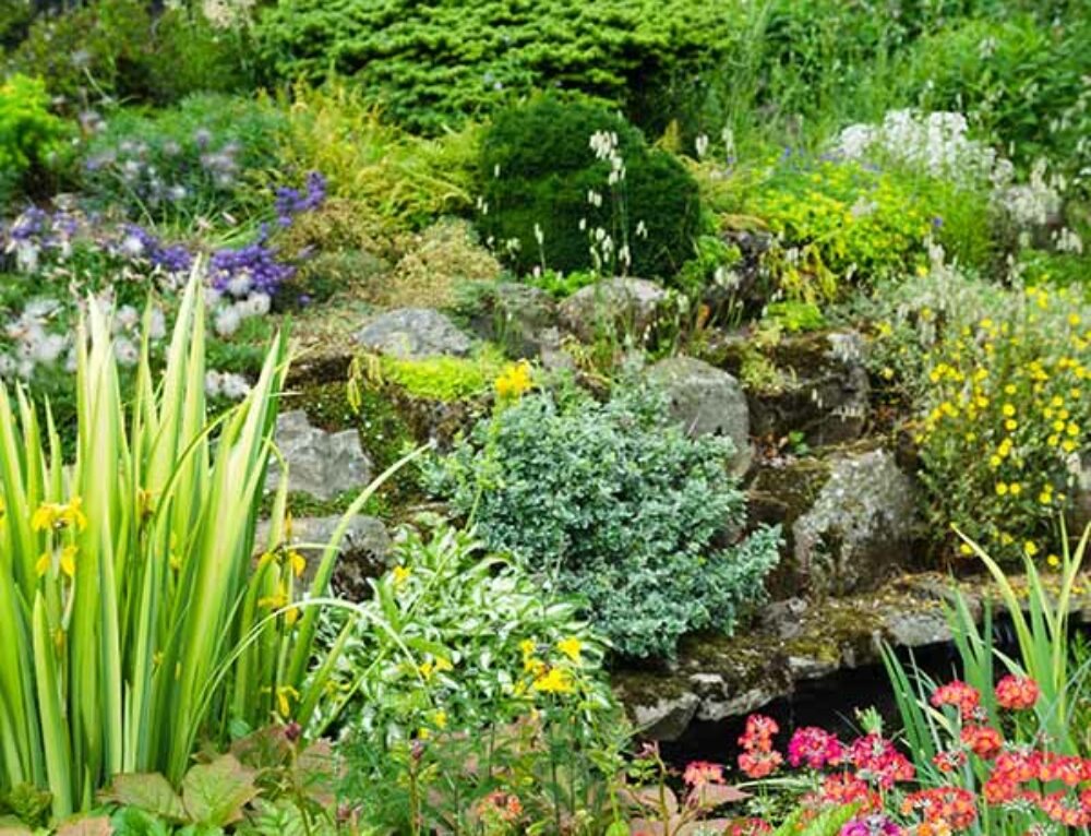 Which are the Best Hardy Trees for Wet Areas in UK Paramount Plants