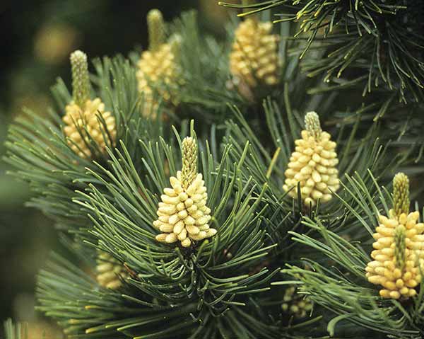 Flowering Pinus Mugo Green Column.