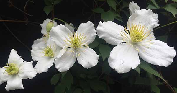 Clematis Montana in flower