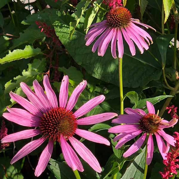 Echinacea or Coneflower, a stunning addition to the garden
