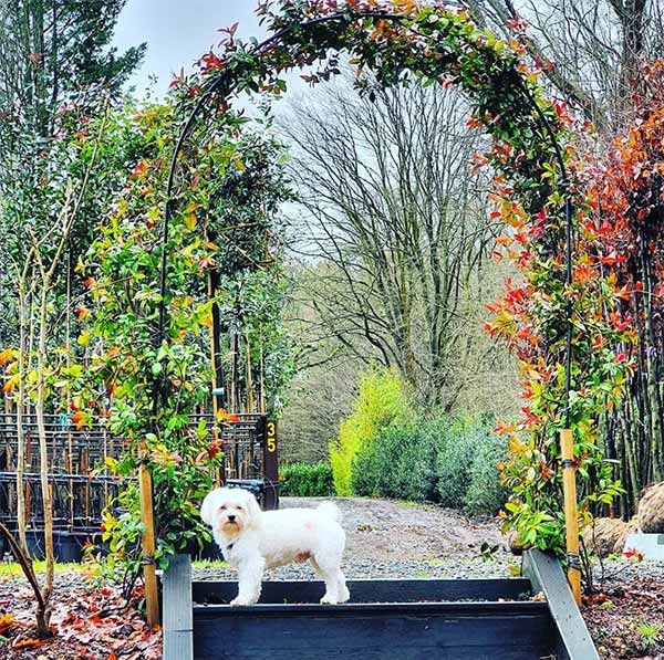 Create A Dog Friendly Garden