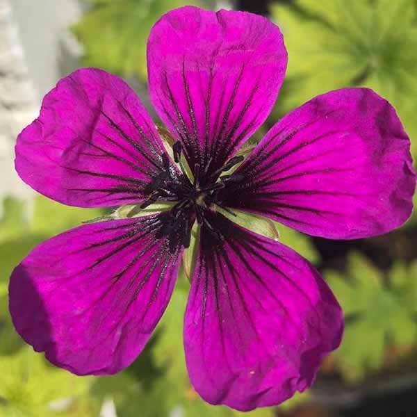 Purple Flowering Perennials