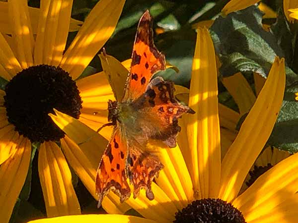 Summer Flowering Rudbeckia