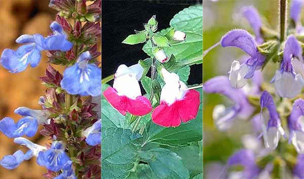 Salvias - a most useful flowering plant
