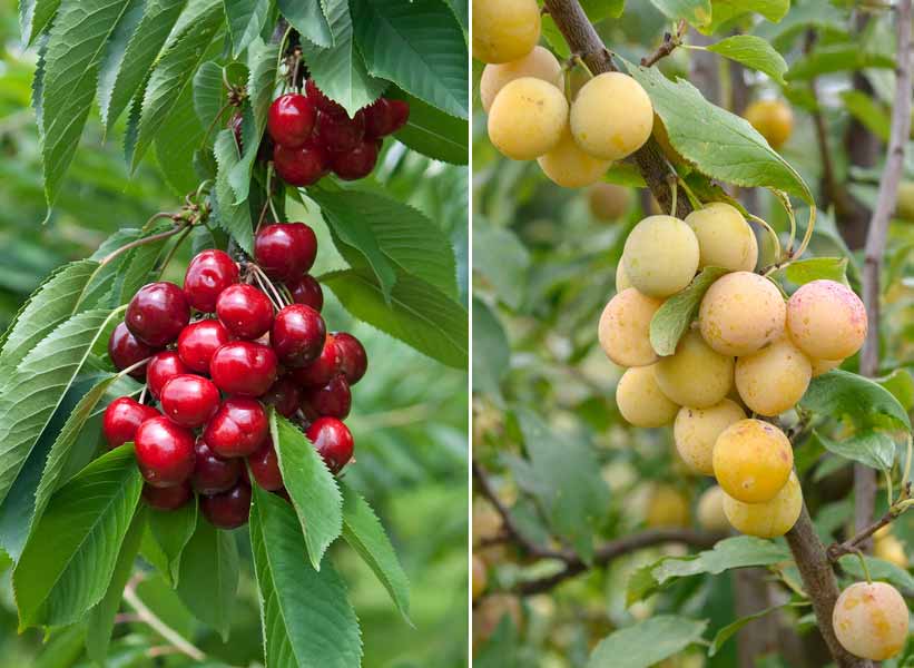 Cherries And Plum Trees