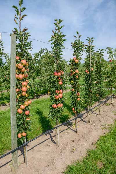 How To Create A Garden Orchard