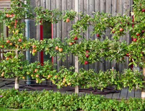 How To Create A Garden Orchard