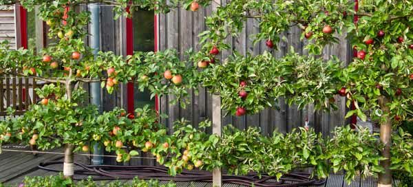 How To Create A Garden Orchard