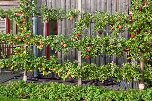 How To Create A Garden Orchard