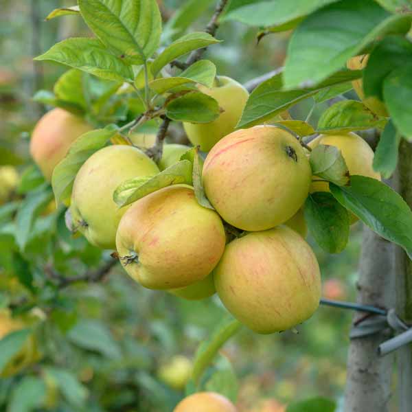 Malus Domestica Golden Apple Tree