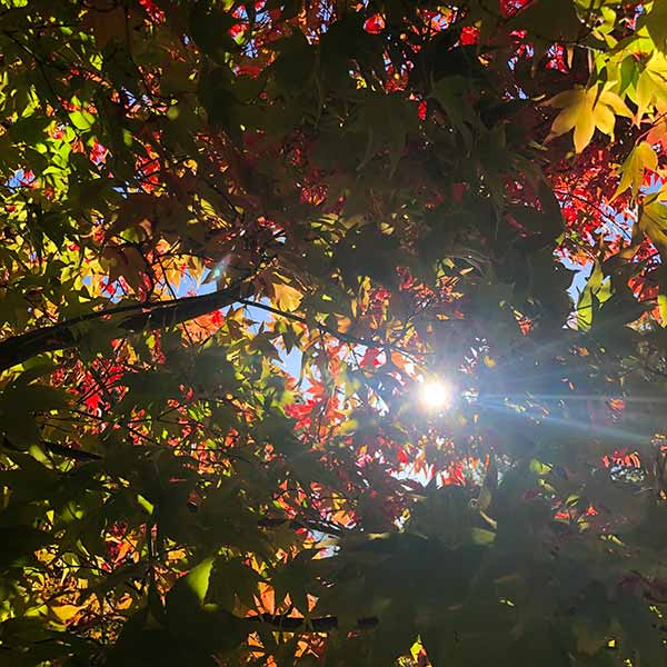 Autumn Leaves at Badgers Bowl 